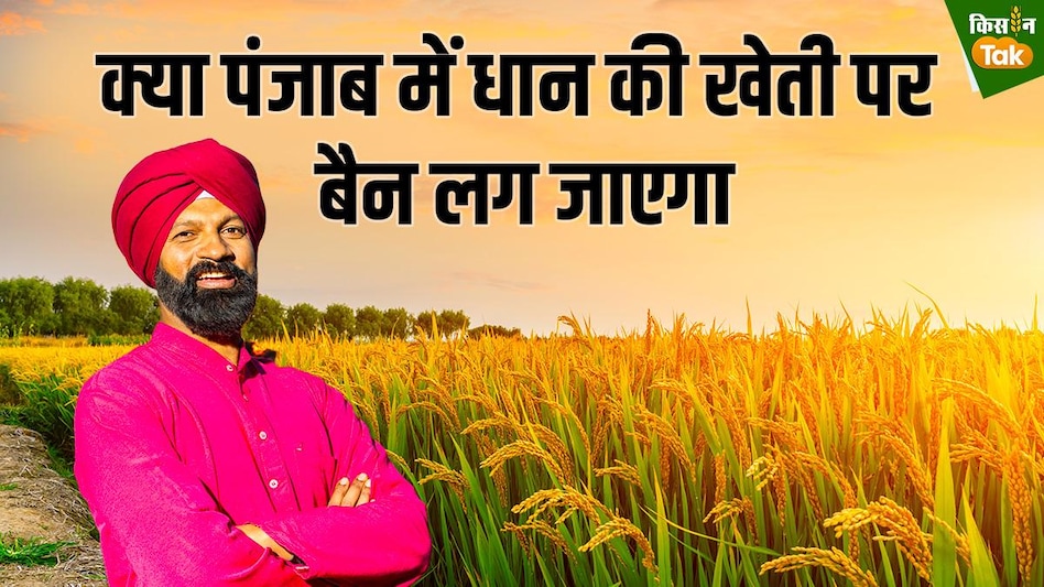 पंजाब में धान की खेती पर बैन! SC के इस इशारे से क्या आधी आबादी को आधा पेट सोना पड़ेगा  पंजाब में धान की खेती पर बैन! SC के इस इशारे से क्या आधी आबादी को आधा पेट सोना पड़ेगा