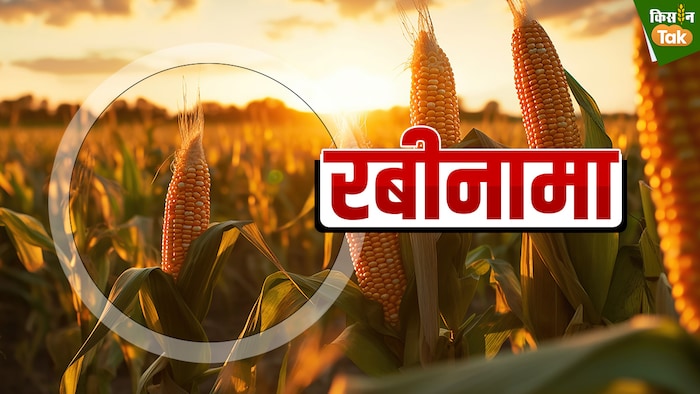 रबी में गेहूं से ज्यादा मक्के की खेती फायदेमंद