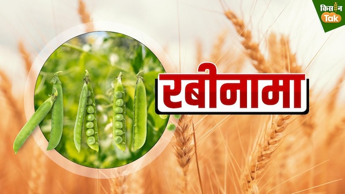 उकठा और झुलसा रोग से रबी फसलों का बचाव जरूरी होता है