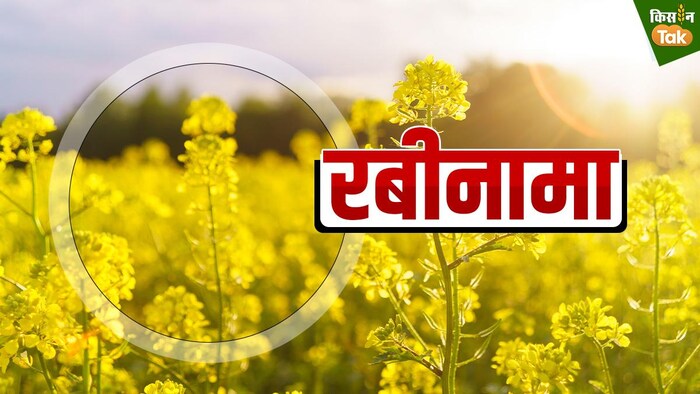 सरसों की खेती पर कीट का खतरा