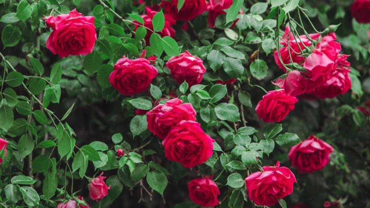 गुलाब की ये हैं 5 सबसे उन्नत किस्में