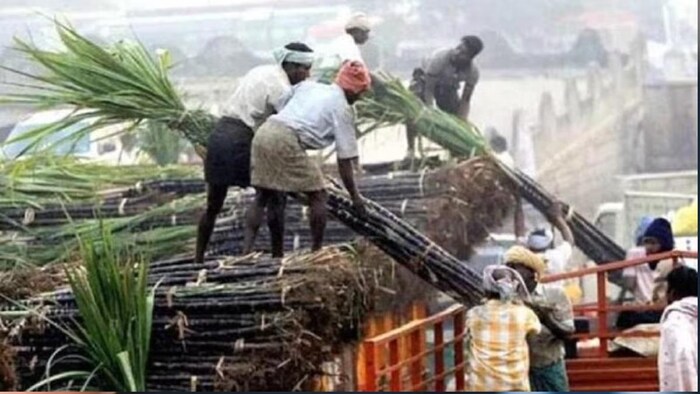 महाराष्ट्र में इस वर्ष कुल गन्ना क्षेत्र का 14.07 लाख हेक्टेयर क्षेत्र पेराई के लिए उपलब्ध होगा और 88.58 लाख टन चीनी का उत्पादन होने का अनुमान है.