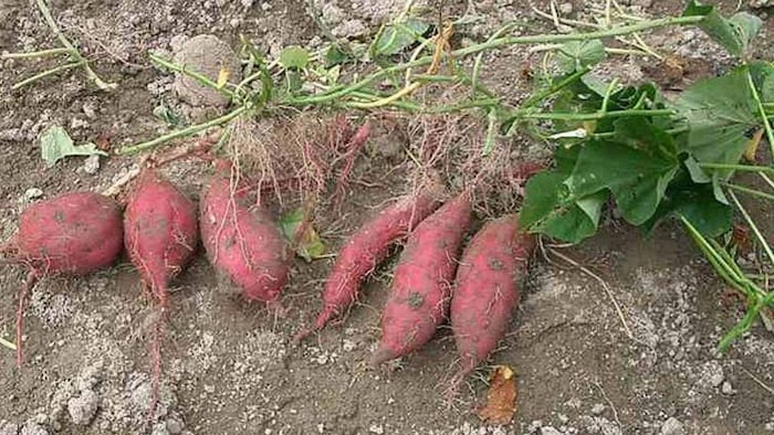 घर बैठे खरीदें शकरकंद की बेस्ट किस्मों के बीज