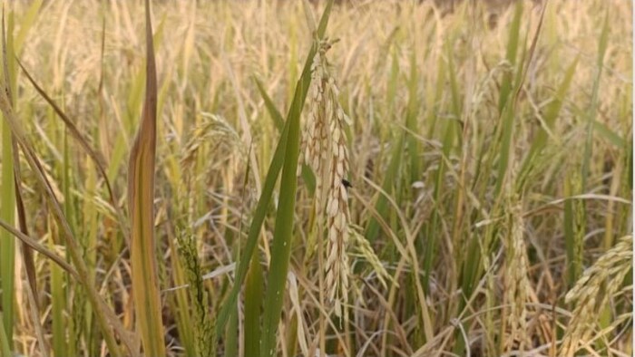 ओडिशा में धान खरीद में फर्जीवाड़े का खुलासा                                           सांकेतिक तस्वीर