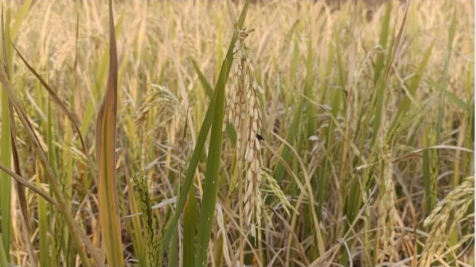 ओडिशा में धान खरीद में फर्जीवाड़े का खुलासा, अवैध जमीन का रजिस्ट्रेशन करा रहे किसान ओडिशा में धान खरीद में फर्जीवाड़े का खुलासा, अवैध जमीन का रजिस्ट्रेशन करा रहे किसान