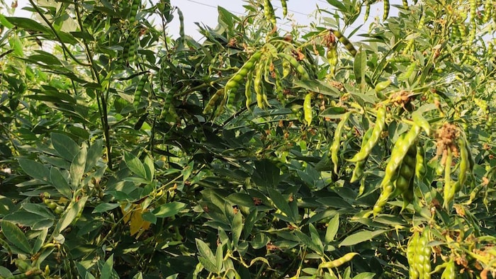 जानिए अरहर की खेती के बारे में