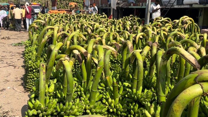 छठ पूजा के लिए बिहार में केले की मांग बढ़ गई है