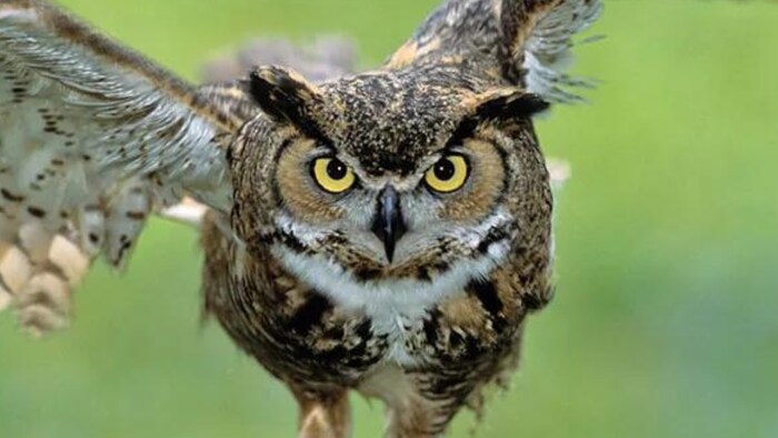 उल्लुओं का दीपावली कनेक्शन (File photo)