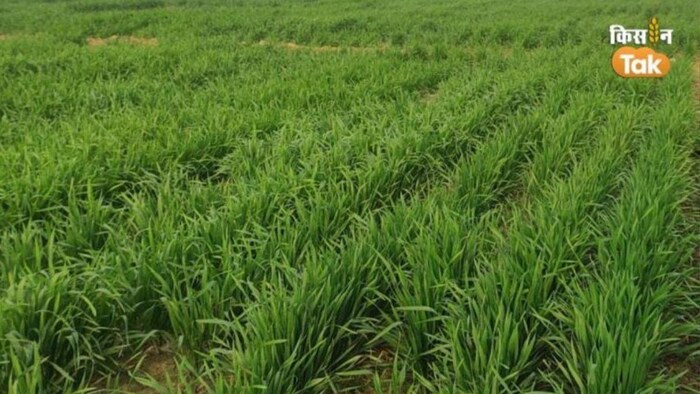 गेहूं की इन किस्मों की करें बुवाई. (सांकेतिक फोटो)