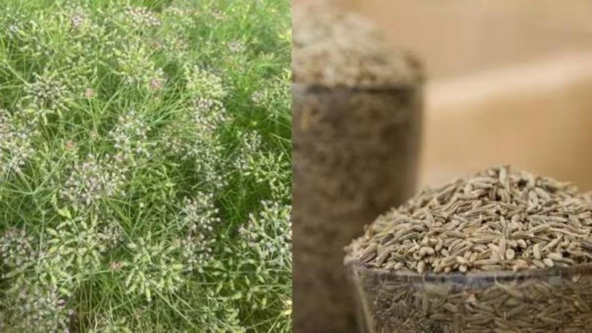 Cumin Farming: नवंबर में करें जीरे की इन किस्मों की बुवाई, एक हेक्टेयर में होगी इतने लाख की इनकम