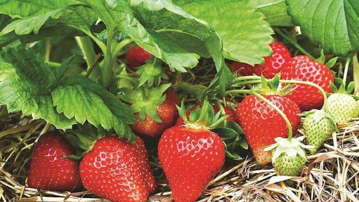 स्ट्रॉबेरी की खेती से किसान होंगे मालामाल. (सांकेतिक फोटो)