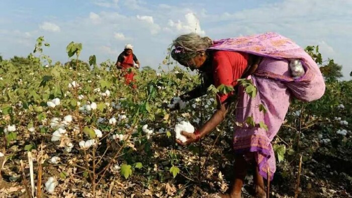 कपास के उत्पादन में गिरावट की संभावना. (सांकेतिक फोटो)