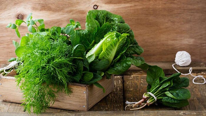 सर्दी के मौसम में हरी सब्जी की खेती. (सांकेतिक फोटो)