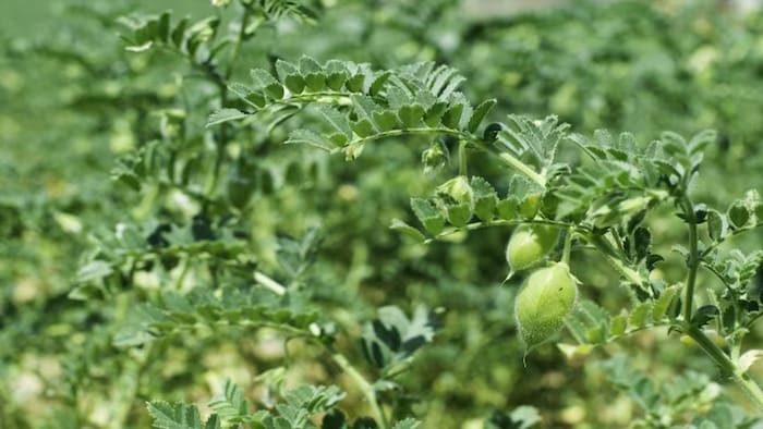 चने की बेहतरीन किस्में. (सांकेतिक फोटो)