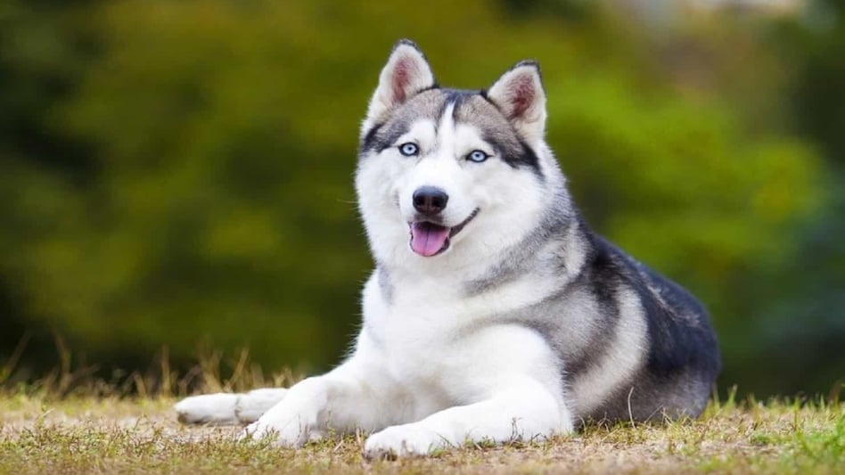Dog Lovers: यूपी के इस जिले में डॉगी ने दिए 9 बच्चे, 400 गांव वालों ने मनाई छठी, जानिए पीछे की दर्द भरी कहानी Dog Lovers: यूपी के इस जिले में डॉगी ने दिए 9 बच्चे, 400 गांव वालों ने मनाई छठी, जानिए पीछे की दर्द भरी कहानी