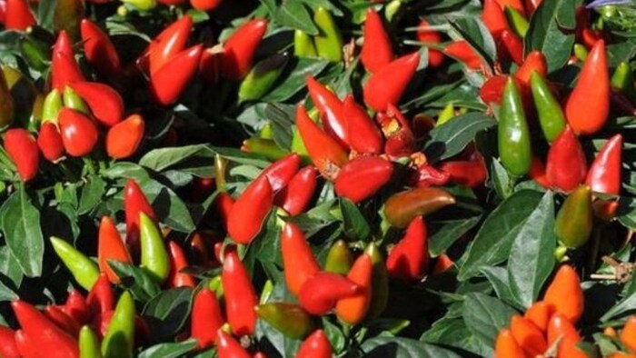 दुनिया की सबसे तीखी मिर्च. (फोटो क्रेडिट- पिंट्रेस्ट)