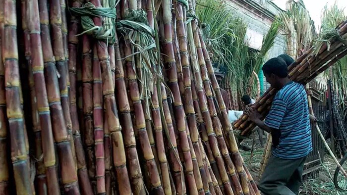 गन्ना मूल्य की शेष धनराशि शीघ्र भुगतान करने का आश्वासन दिया गया है. (File Photo)