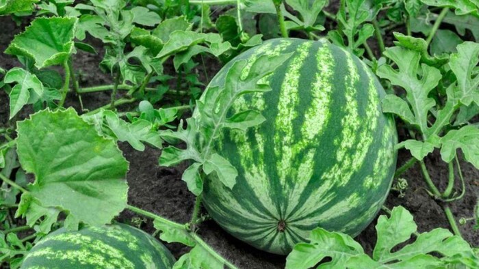 दुनिया का सबसे महंगा तरबूज. (सांकेतिक फोटो)