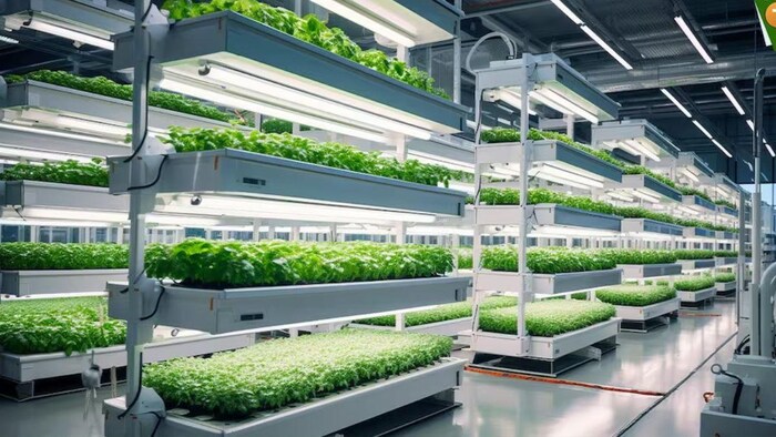 अब कमरे में उगाएं हरी सब्जियां. (सांकेतिक फोटो)