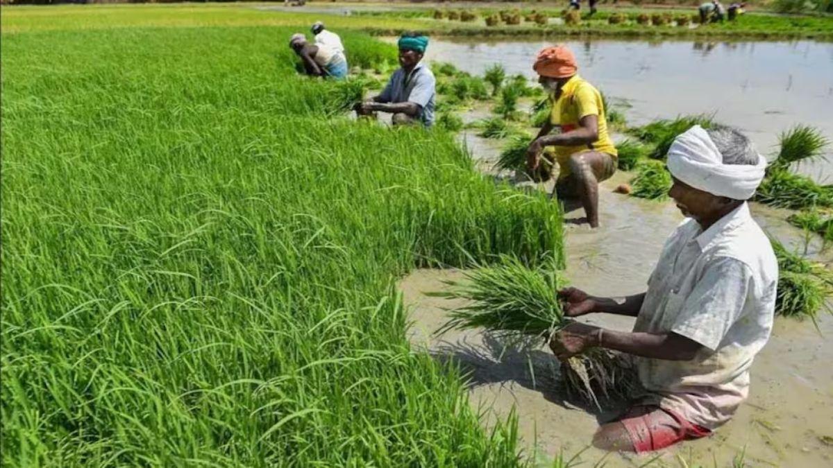 आंध्र प्रदेश में 20 लाख एकड़ में नहीं हुई धान की खेती? BJP ने CM रेड्डी पर क्यों लगाया बड़ा आरोप