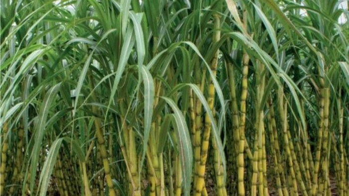 गन्ने की खेती. (फोटो क्रेडिट- पिंट्रेस्ट)