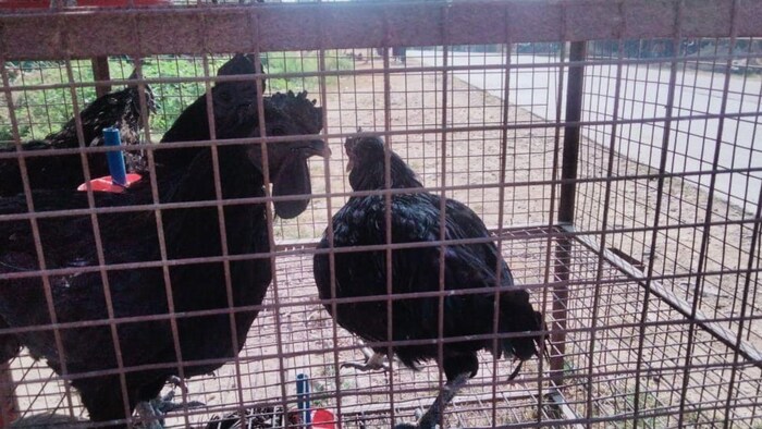 कड़कनाथ मुर्गे की बढ़ी डिमांड