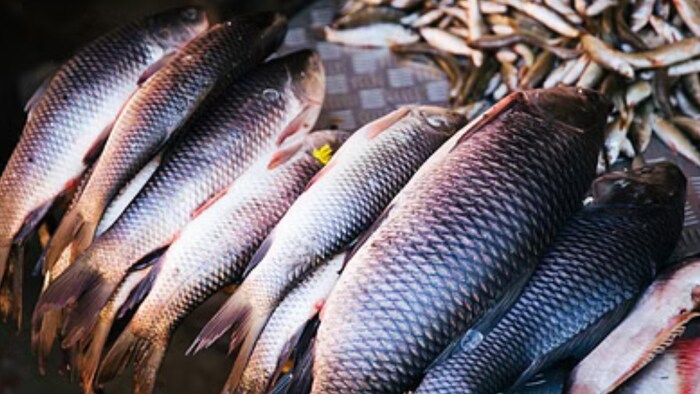 यूपी में प्रधानमंत्री मत्स्य सम्पदा योजना के तहत 31 परियोजनाएं संचालित की जा रही है.