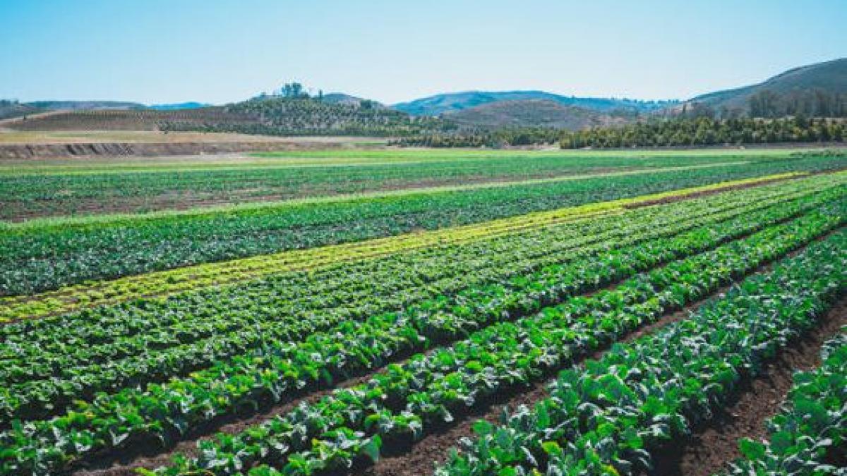 Vegetable Farming: नवंबर महीने में करें इन हरी सब्जियों की खेती, ऐसे होगी बंपर कमाई