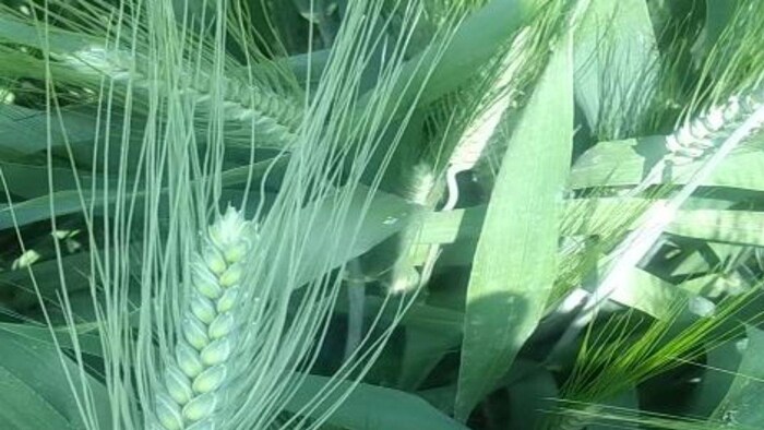 दिसंबर कृषि कार्य