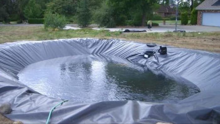 पॉलीथिन से बने गड्ढे में करें बत्तख पालन