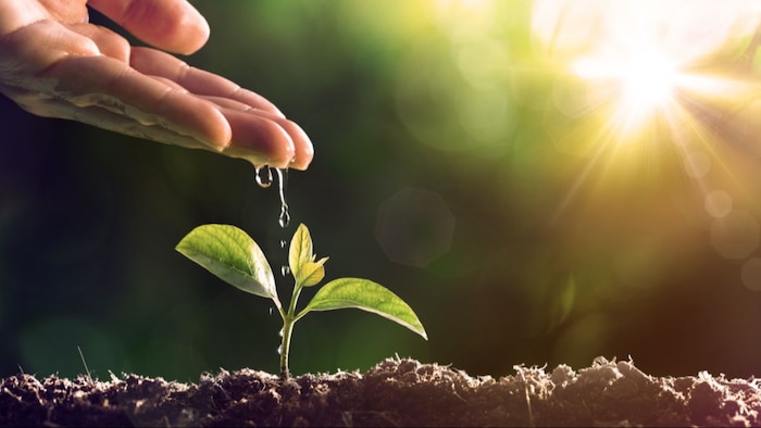 Unique way to save crops