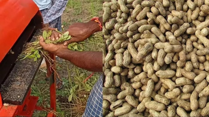 किसान ने बनाया मूंगफली खोदने का देसी औजार