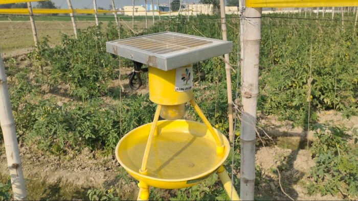 artificial intelligence in tomato cultivation