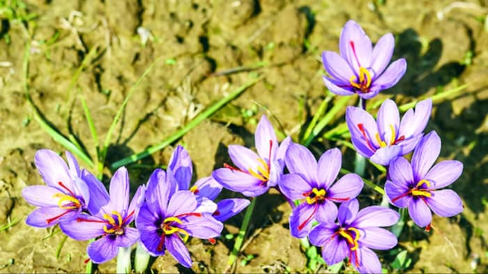 Saffron cultivation is happening in Bihar