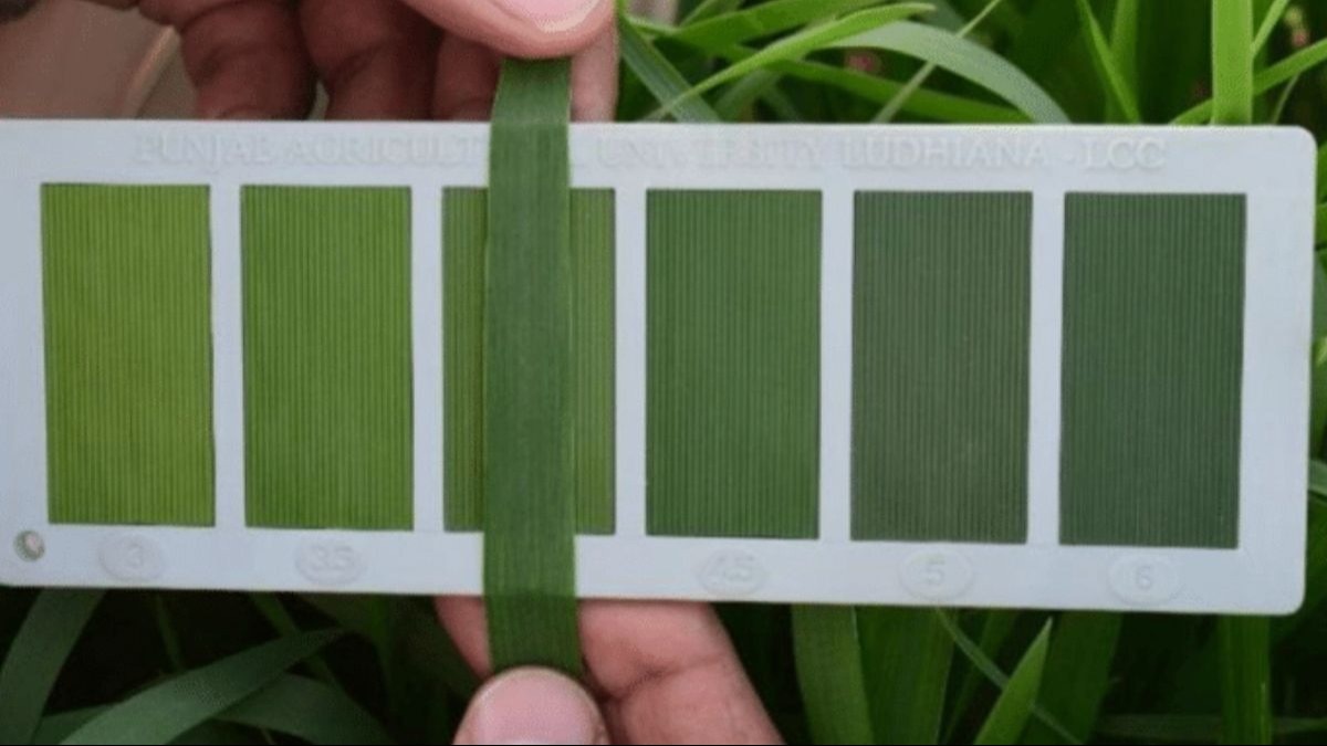 सीएलसी तकनीक से गेहूं की फसल में करें यूरिया का प्रयोग,