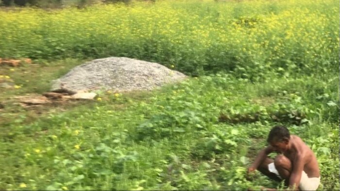 वैज्ञानिक ताप वृद्धि को सहने में सक्षम सरसों और चना की हाइब्रिड किस्में विकसित कर रहे हैं