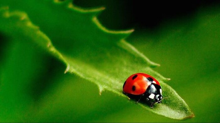 Ladybug Uses