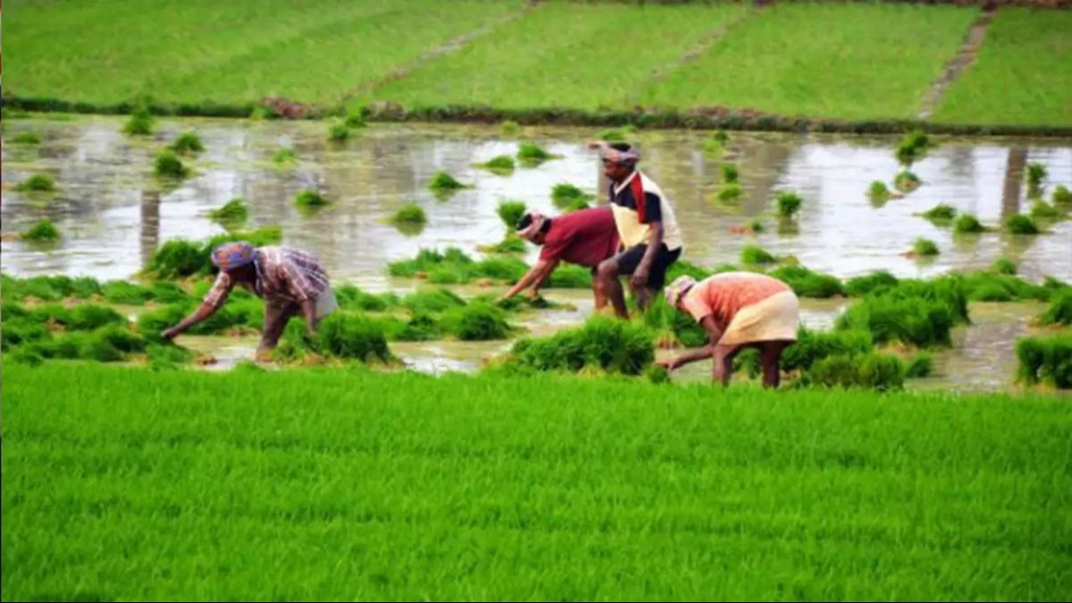 सफल खेती के 5 टिप्स जो पैदावार बढ़ा सकते हैं, कमाई भी बढ़ जाएगी