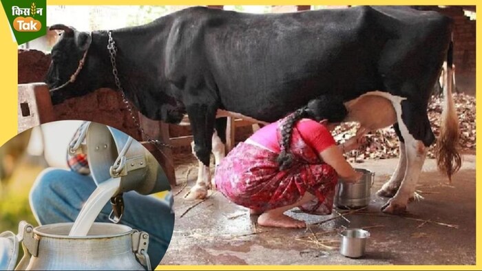 Lumpy disease impacts milk production