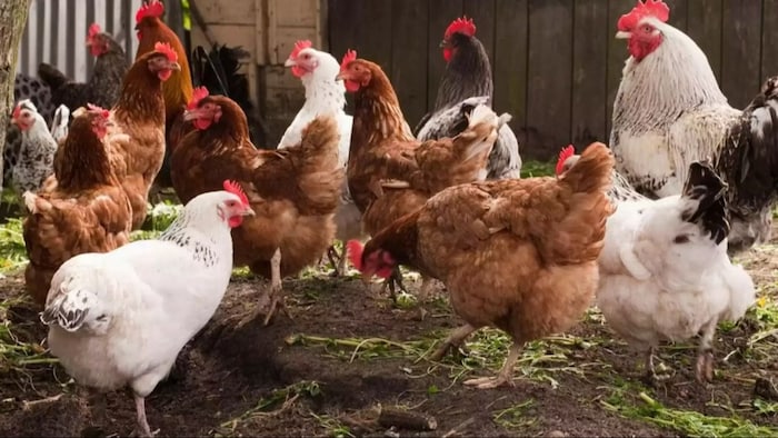 मुर्गियों की बीट से सबसे अधिक बनती है बायोगैस