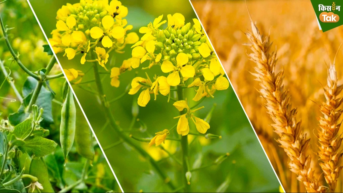 Rabi Crops: रबी फसलों की बुआई से पहले UP के सभी जिलों में बनेंगे हेल्पडेस्क, जानें किसानों को क्या होगा फायदा