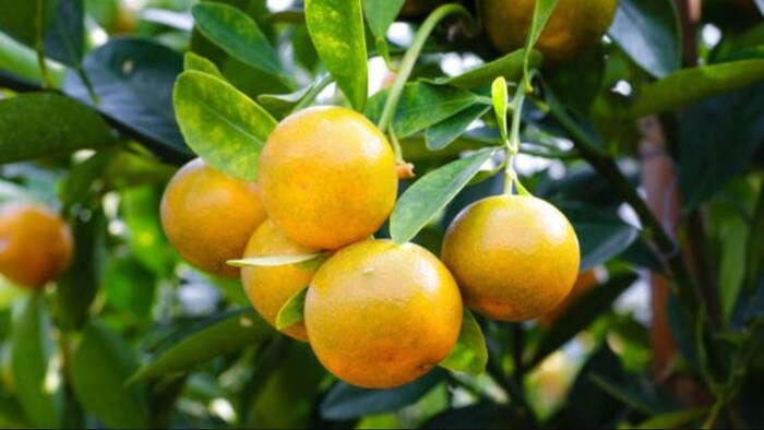 दार्जिलिंग संतरे के उत्पादन में गिरावट. (फोटो क्रेडिट- pinterest)