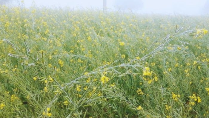 सरसों की फसल का सबसे बड़ा दुश्मन है पाला