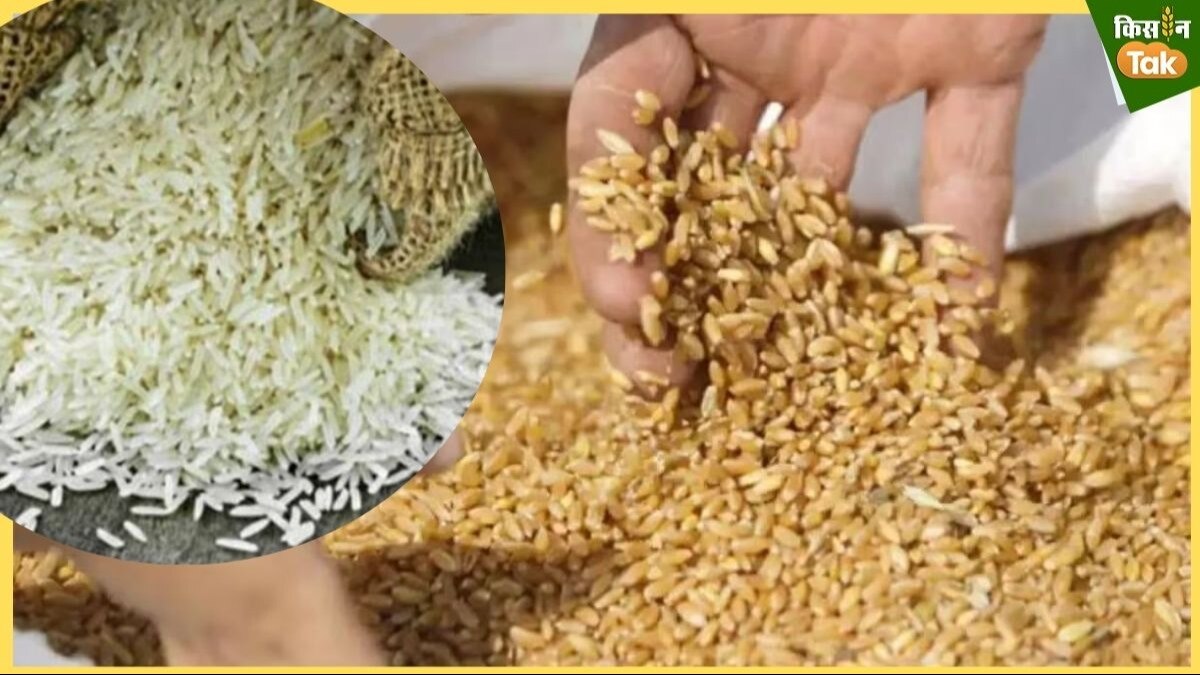 Food Grain: सरकार ने बाजार में 4 लाख टन गेहूं और चावल उतारा, 5 लाख टन खाद्यान्न और उतारने की तैयारी