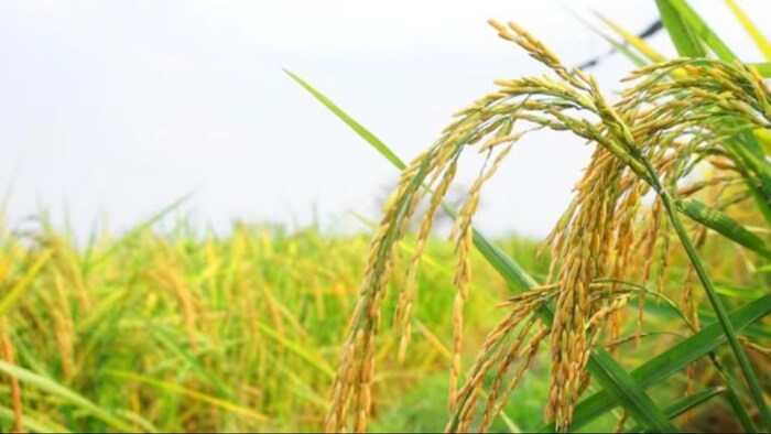 Pests in paddy crops