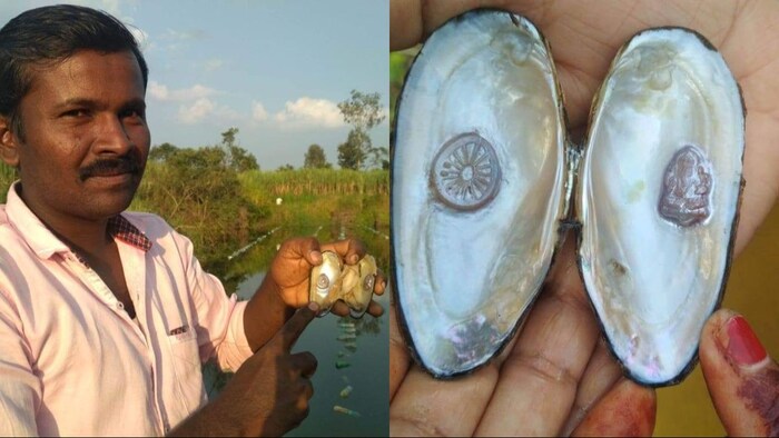 Farmer is earning good profit from pearl farming