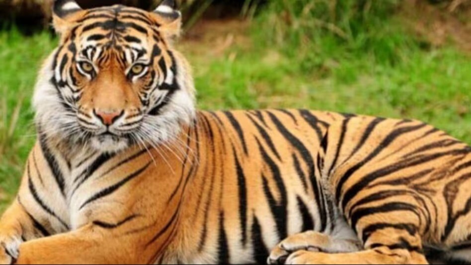 खेत में गन्ना काट रहे मजदूरों के कपड़े और पानी की बोतल उठा ले गया बाघ, वीडियो हुआ वायरल खेत में गन्ना काट रहे मजदूरों के कपड़े और पानी की बोतल उठा ले गया बाघ, वीडियो हुआ वायरल