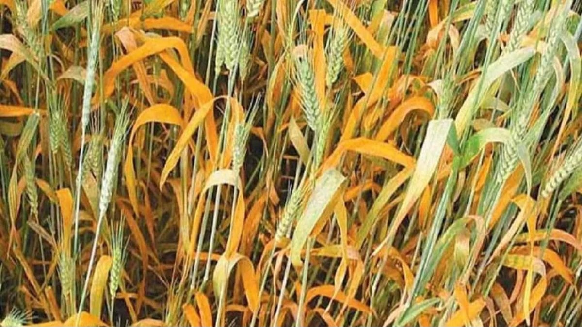 सोंठास्त्र के बारे में जानते हैं? गेहूं में पीला रतुआ और झुलसा रोग को खत्म करने के लिए ऐसे करें छिड़काव