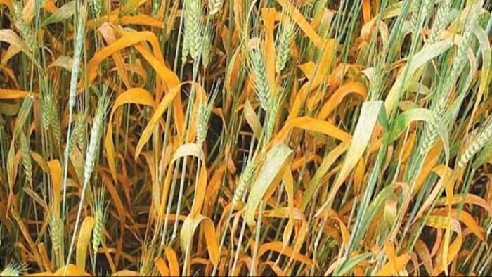Danger of this disease in wheat