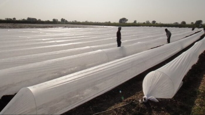 लो- टनल तकनीक